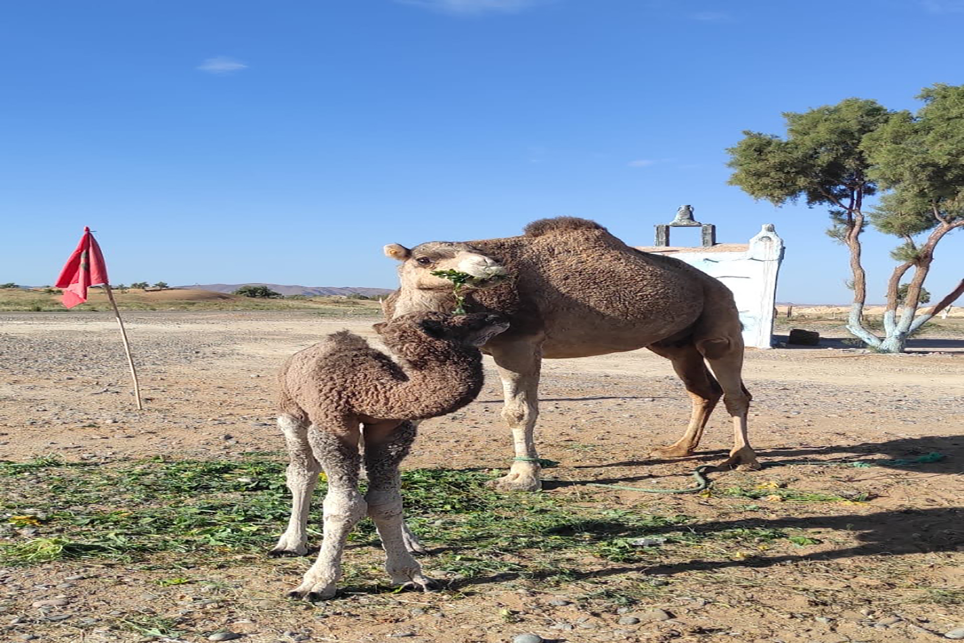 12 Days Tour from Casablanca to Marrakech via the Sahara Desert
